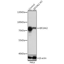 Eukaryotic Translation Initiation Factor 2 Alpha Kinase 2 (Eif2ak2) Antibody