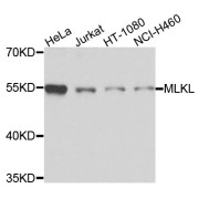 Western blot analysis of extracts of various cell lines, using MLKL antibody (abx004271) at 1/1000 dilution.