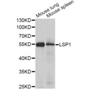 Western blot analysis of extracts of various cell lines, using LSP1 antibody (abx004294) at 1/1000 dilution.