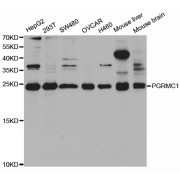 Western blot analysis of extracts of various cell lines, using PGRMC1 antibody (abx004296) at 1/1000 dilution.