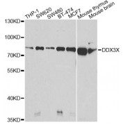 Western blot analysis of extracts of various cell lines, using DDX3X Antibody (abx004309) at 1/1000 dilution.
