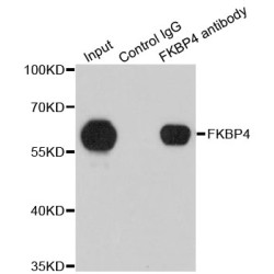 FK506 Binding Protein 4 (FKBP4) Antibody