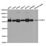 Western blot analysis of extracts of various cell lines, using FKBP4 antibody (abx004314) at 1/1000 dilution.