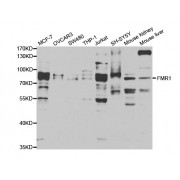 Western blot analysis of extracts of various cell lines, using FMR1 antibody (abx004316) at 1/1000 dilution.