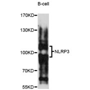 Western blot analysis of extracts of B-cell cells, using NLRP3 antibody (abx004322) at 1/1000 dilution.