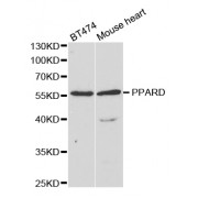 Western blot analysis of extracts of various cell lines, using PPARD antibody (abx004326) at 1/1000 dilution.