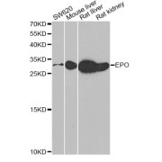 Western blot analysis of extracts of various cell lines, using EPO antibody (abx004331) at 1/500 dilution.