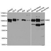 Western blot analysis of extracts of various cell lines, using MME antibody (abx004332) at 1/1000 dilution.