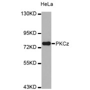 Western blot analysis of extracts of HeLa cells, using PRKCZ antibody (abx004368).