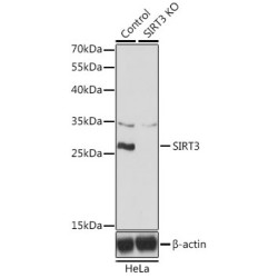 Sirtuin 3 (SIRT3) Antibody