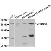 Western blot analysis of extracts of various cell lines, using GABRR1 antibody (abx004395) at 1/1000 dilution.