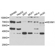Western blot analysis of extracts of various cell lines, using HEXIM1 antibody (abx004423) at 1/1000 dilution.