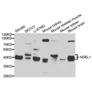 Western blot analysis of extracts of various cell lines, using NDEL1 antibody (abx004424) at 1/1000 dilution.