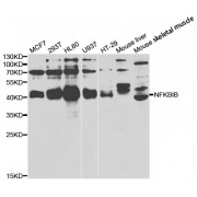 Western blot analysis of extracts of various cell lines, using NFKBIB antibody (abx004425) at 1/1000 dilution.