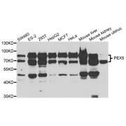 Western blot analysis of extracts of various cell lines, using PEX5 antibody (abx004428) at 1/1000 dilution.