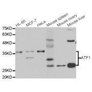 Western blot analysis of extracts of various cell lines, using ATF1 antibody (abx004436) at 1/1000 dilution.