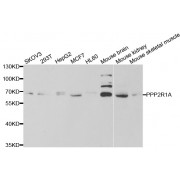 Western blot analysis of extracts of various cell lines, using PPP2R1A antibody (abx004442) at 1/1000 dilution.