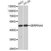 Western blot analysis of extracts of various cell lines, using SERPINA6 antibody (abx004446) at 1/1000 dilution.