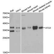 Western blot analysis of extracts of various cell lines, using ATG3 antibody (abx004451) at 1/1000 dilution.