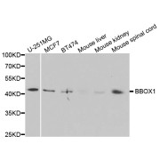 Western blot analysis of extracts of various cell lines, using BBOX1 antibody (abx004452) at 1/1000 dilution.