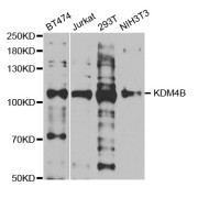 Western blot analysis of extracts of various cell lines, using KDM4B antibody (abx004464) at 1/1000 dilution.