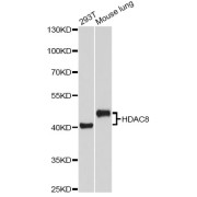 Western blot analysis of extracts of various cell lines, using HDAC8 Antibody (abx004469) at 1/1000 dilution.