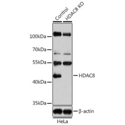 Histone Deacetylase 8 (HDAC8) Antibody