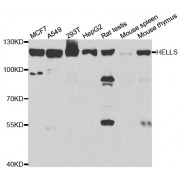 Western blot analysis of extracts of various cell lines, using HELLS antibody (abx004470) at 1/1000 dilution.