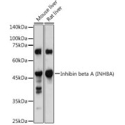 WB analysis of extracts of various cell lines, using Inhibin Beta A (INHBA) antibody (1/1000 dilution).