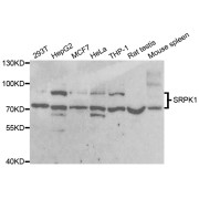 Western blot analysis of extracts of various cell lines, using SRPK1 antibody (abx004491) at 1/1000 dilution.