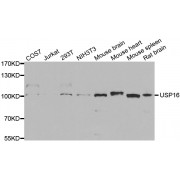 Western blot analysis of extracts of various cell lines, using USP16 antibody (abx004498) at 1/1000 dilution.
