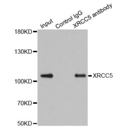 X-Ray Repair Cross Complementing 5 (XRCC5) Antibody