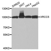 Western blot analysis of extracts of various cell lines, using XRCC5 antibody (abx004499) at 1/1000 dilution.