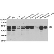 Western blot analysis of extracts of various cell lines, using ILF2 antibody (abx004512) at 1/1000 dilution.