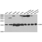 Western blot analysis of extracts of various cell lines, using LSM4 antibody (abx004518) at 1/1000 dilution.