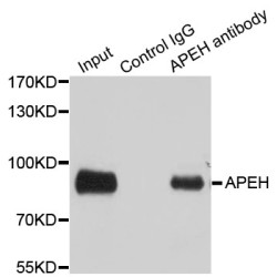 Acylamino-Acid-Releasing Enzyme (APEH) Antibody