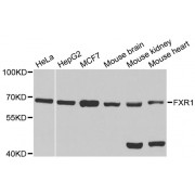 Western blot analysis of extracts of various cell lines, using FXR1 antibody (abx004558) at 1/1000 dilution.