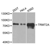 Western blot analysis of extracts of various cell lines, using TRMT2A antibody (abx004586) at 1/1000 dilution.