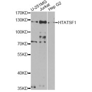 Western blot analysis of extracts of various cell lines, using HTATSF1 antibody (abx004588) at 1/1000 dilution.