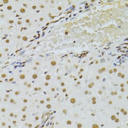 THO Complex Subunit 4 / THOC4 (ALYREF) Antibody