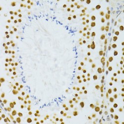 THO Complex Subunit 4 / THOC4 (ALYREF) Antibody