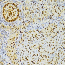 THO Complex Subunit 4 / THOC4 (ALYREF) Antibody