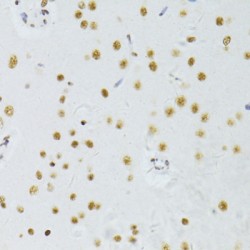 THO Complex Subunit 4 / THOC4 (ALYREF) Antibody