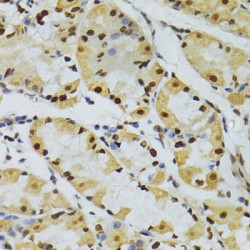 THO Complex Subunit 4 / THOC4 (ALYREF) Antibody