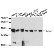 Western blot analysis of extracts of various cell lines, using HDLBP antibody (abx004636) at 1:3000 dilution.