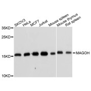 Western blot analysis of extracts of various cell lines, using MAGOH antibody (abx004643) at 1/1000 dilution.