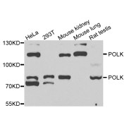 Western blot analysis of extracts of various cell lines, using POLK antibody (abx004686) at 1/1000 dilution.