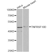 Western blot analysis of extracts of various cell lines, using TNFRSF10D antibody (abx004693) at 1/1000 dilution.