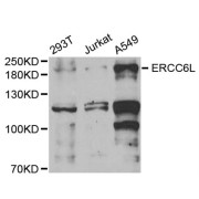 Western blot analysis of extracts of various cell lines, using ERCC6L antibody (abx004696) at 1/1000 dilution.