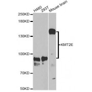 Western blot analysis of extracts of various cell lines, using KMT2E Antibody (abx004698) at 1/1000 dilution.
